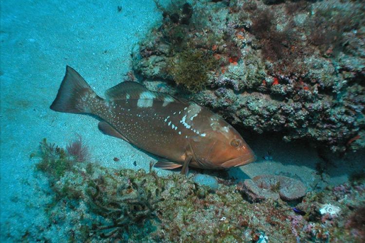 Red grouper fish resting on sandy ocean floor among coral.