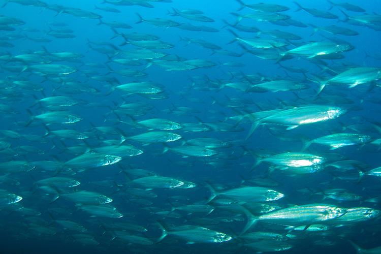 Big school of silvery and green spanish mackerel fish swimming in ocean waters.