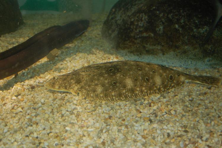 Summer Flounder | NOAA Fisheries