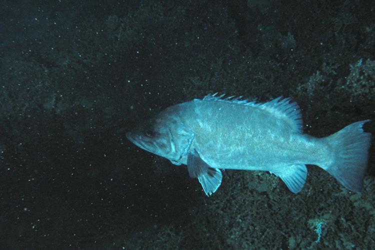 Gray and silver wreckfish swimming in dark waters.