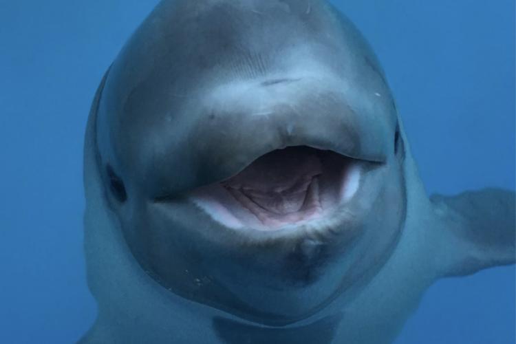 male beluga calf