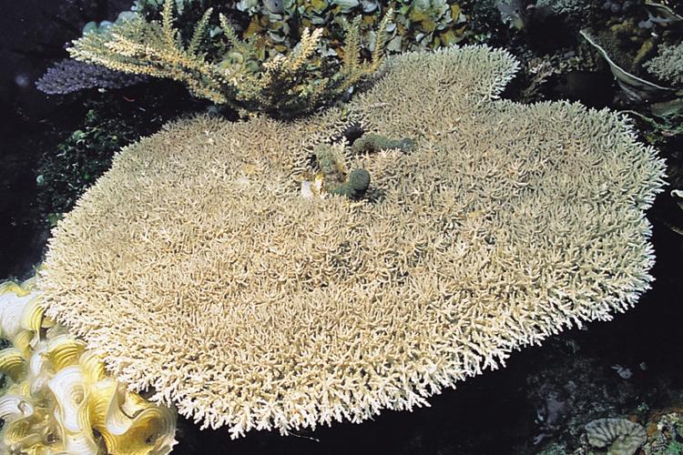 Close up photo of Acropora jacquelineae coral with other coral and rocks surrounding.