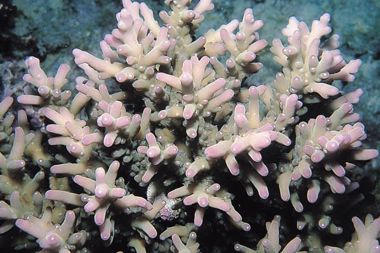 Close-up photo of Acropora lokani coral with rounded branches.