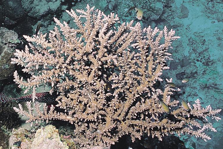 Tan and white Acropora pharaonis coral with long branches surrounded by rock and fish swimming around.