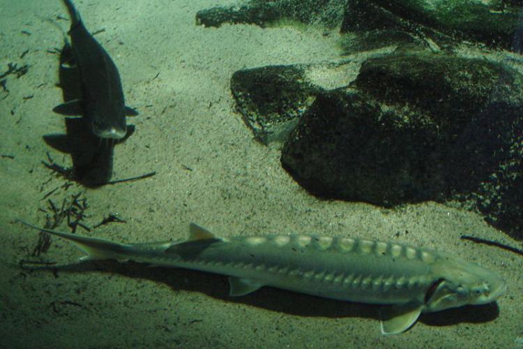 Adriatic sturgeon swimming along bottom of sea floor.