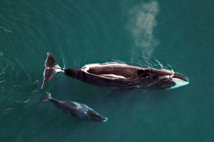Aerial Surveys of Arctic Marine Mammals.JPG