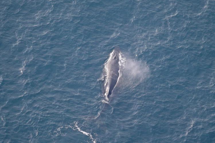 Aerial view of whale swimming in water