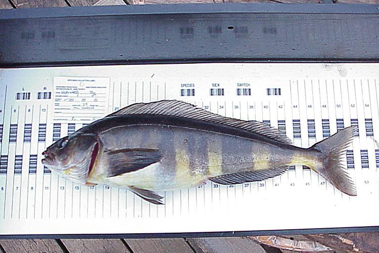 Large fish on a table with ruler to show size
