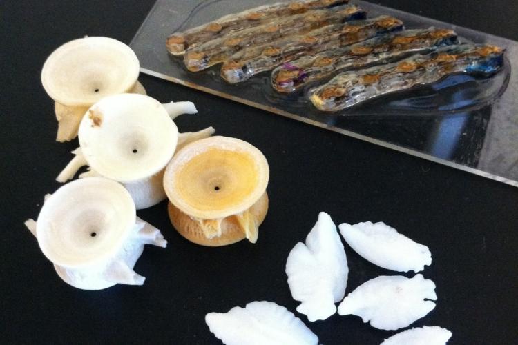 Three structures used to age groundfish: vertebrae, otoliths, and fin rays. Credit: NOAA Fisheries