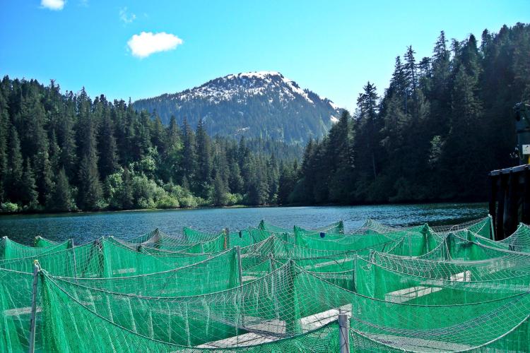 Green nets in foreground with lake behind it. Woods and mountain in background. 