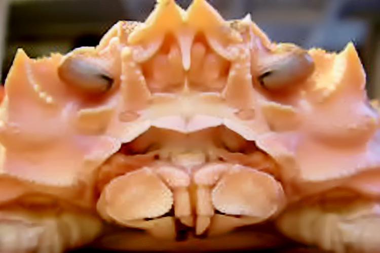 Close up view of a crab's face