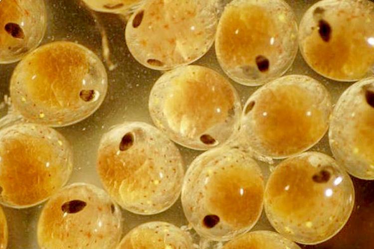 Crab embryos that are being studied 