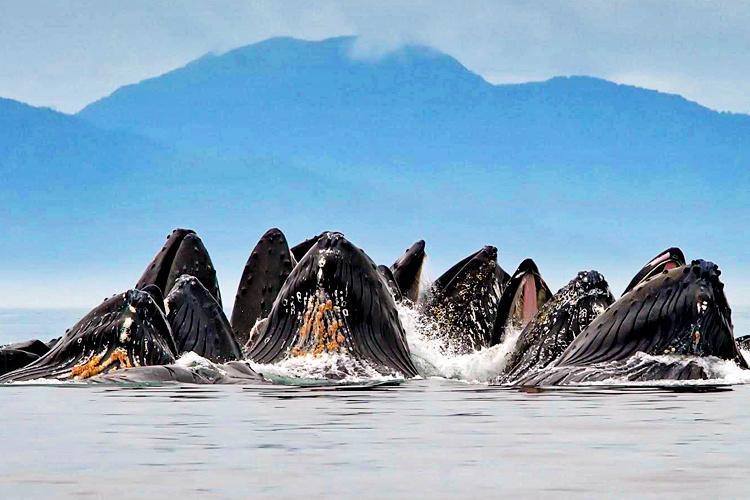 Group of humpback whales poking their heads out of the water with mountain in background