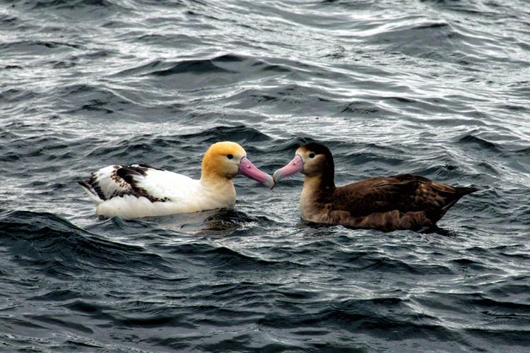 Two sea birds floating in the water