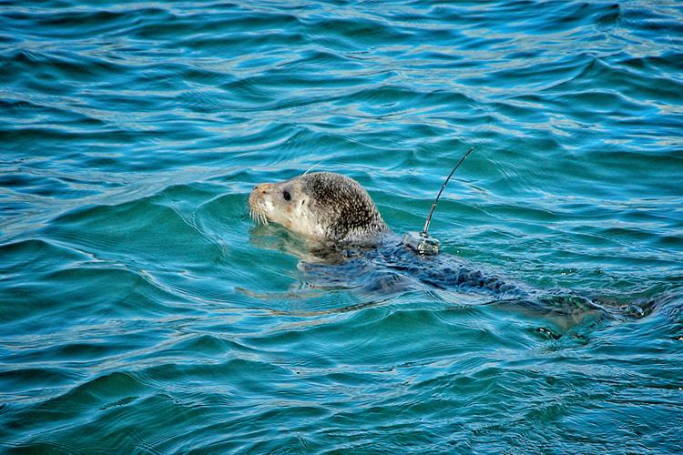 Seal with tracker swimming in the ocean
