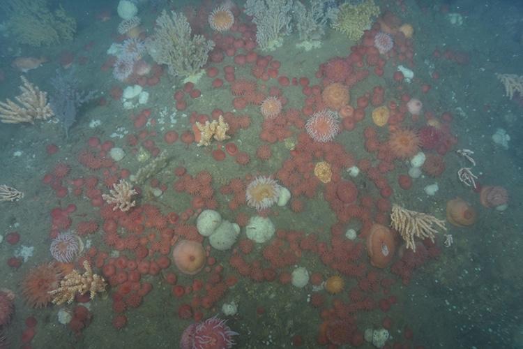 Various Anemones on the sea floor.