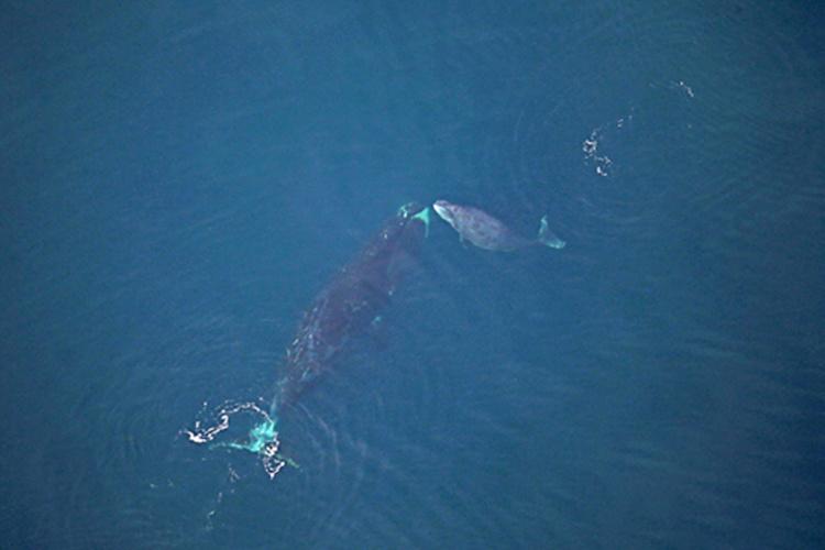 Aerial view of adult whale and calf 