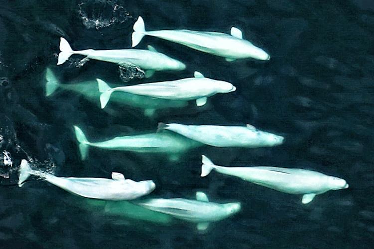 Aerial view of a pod of beluga whales