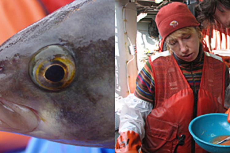Left: fish head. Right: Two scientists looking into a blue bowl 