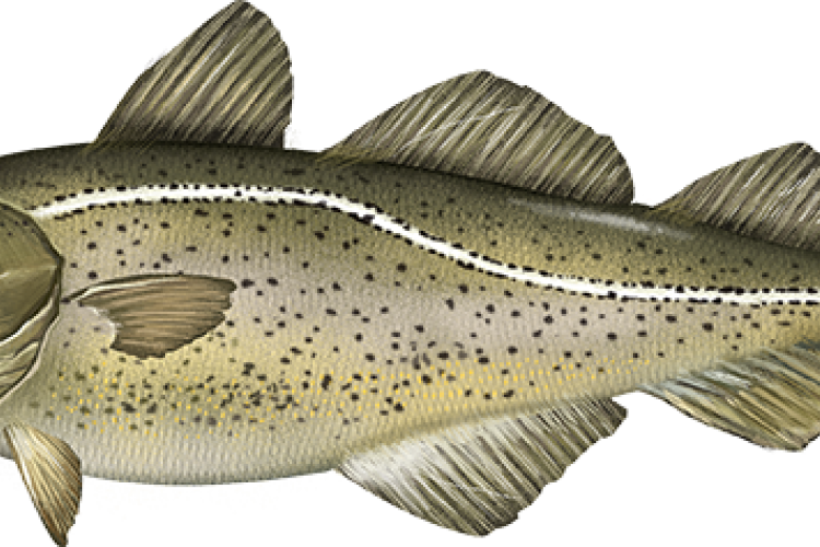 atlantic_cod.png