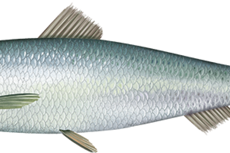 atlantic_herring.png