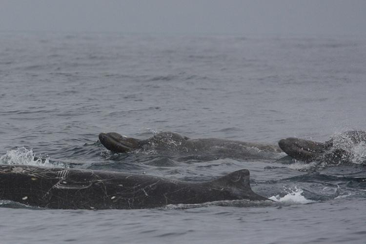 bairds_beaked_whale.jpg