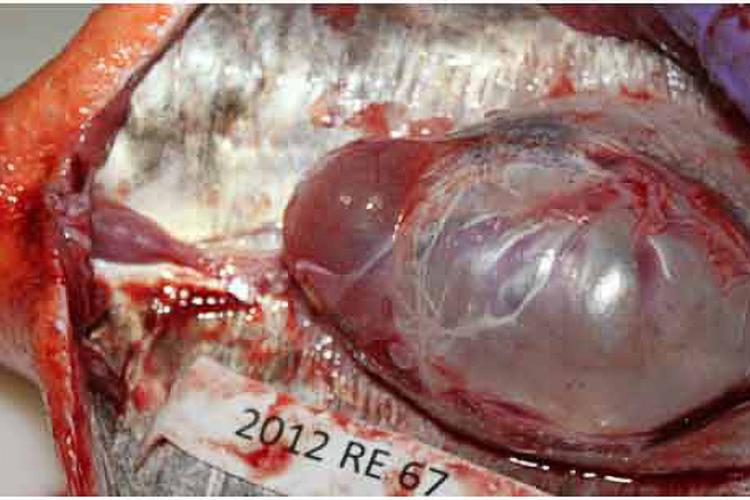 Rockfish bladder after suffering barotrauma
