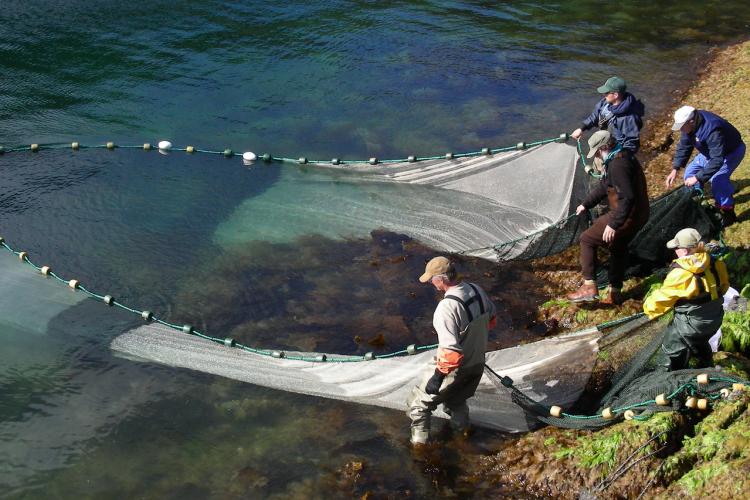 fisher people beach seining in a kelp bed in Alaska