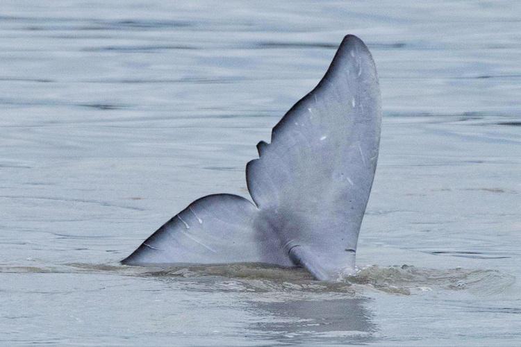 Whale tail poking out of water 