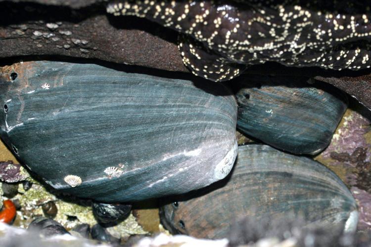 Close up of three black abalone. Credit: NOAA Fisheries