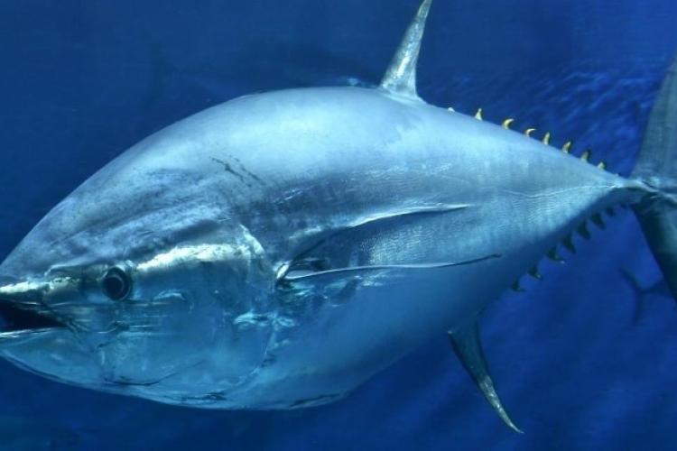 bluefin-tuna.jpg
