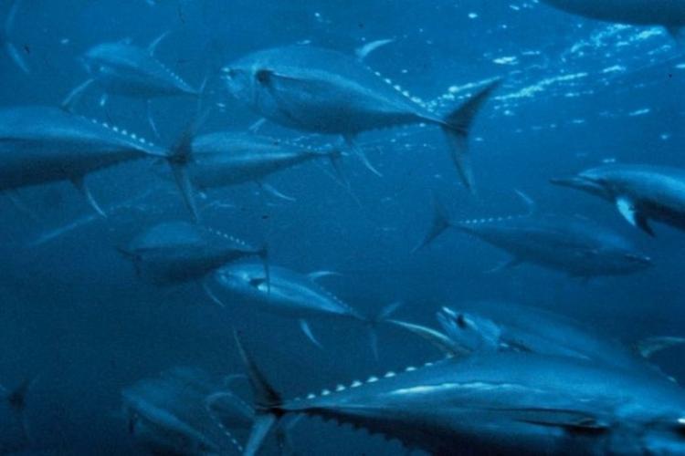 bluefin tuna school.jpg