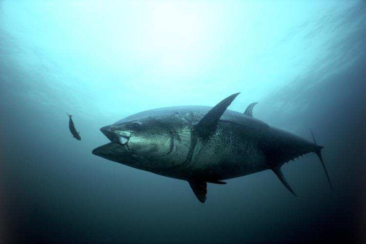 Bluefin Tuna Strike.jpg