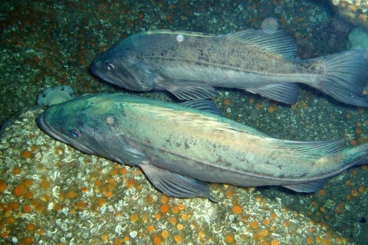 bocaccio rockfish