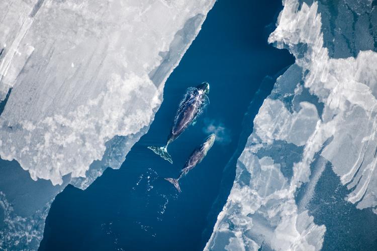 Aerial view of two bowhead whales traveling down a narrow passage with ice on either side