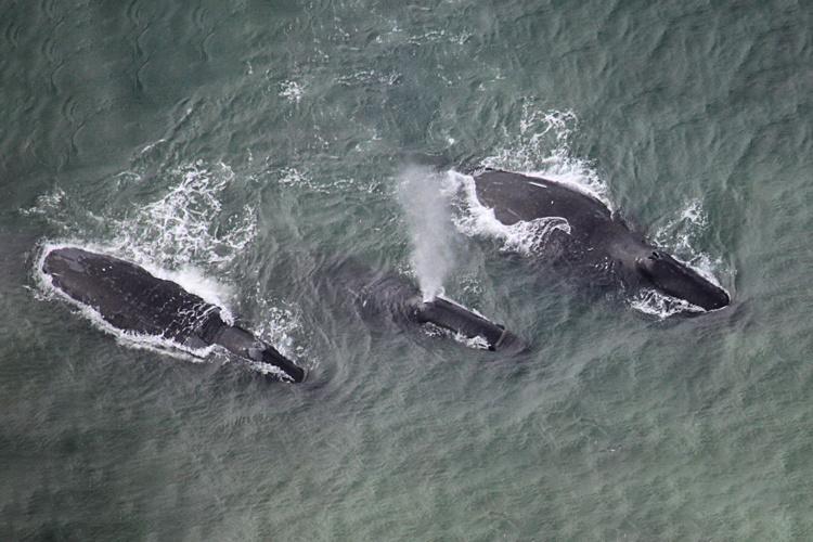 Aerial view of three whales swimming