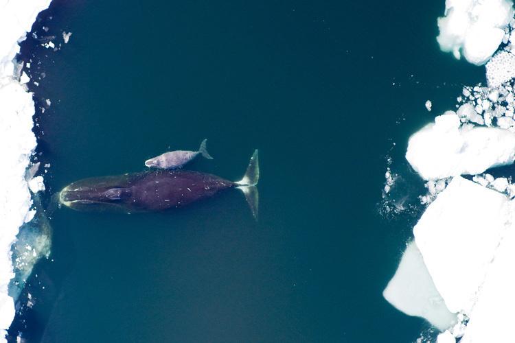 Aerial shot looking down at a bowhead whale and calf swimming in the ocean close to sea ice.