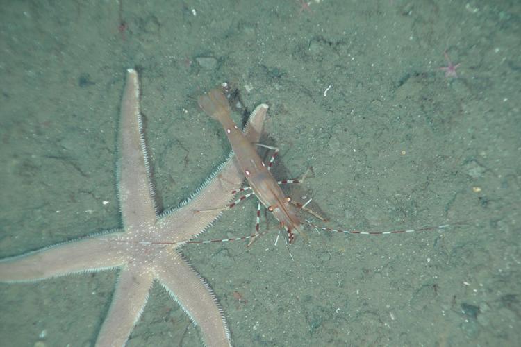 Brown shrimp with long, red and white striped antennas and legs on sandy floor beside a big, pale starfish.