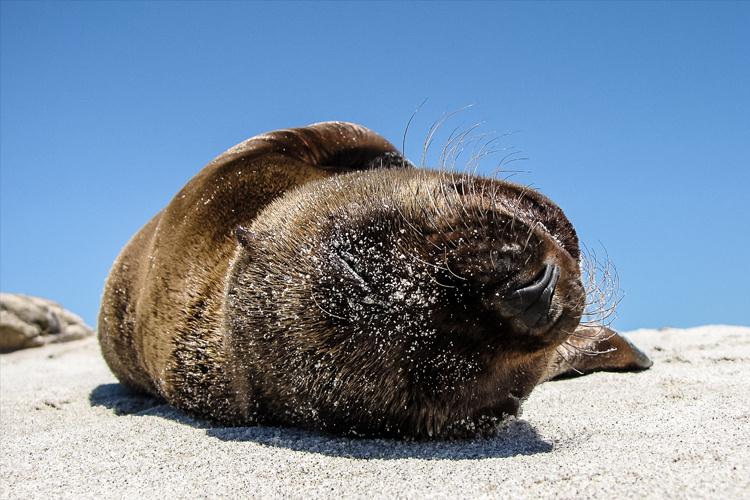 Sea lion lying on the beach on a sunny day