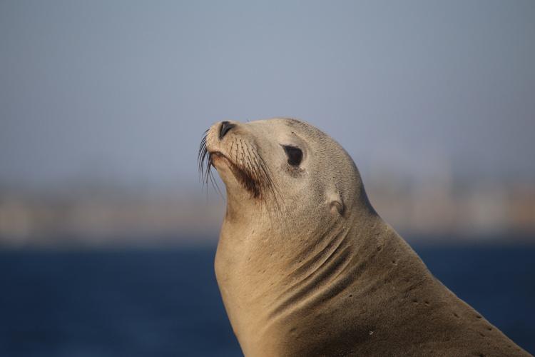 California Sea Lions Aggressive Due to Toxic Algae Blooms - Men's