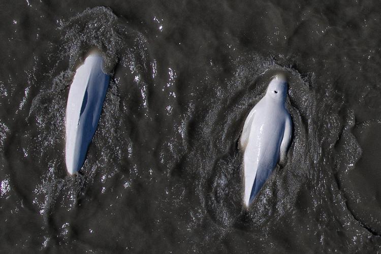 Aerial view of two whales swimming