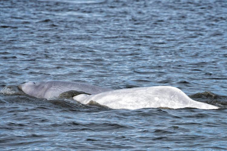 Two whales swimming in the water 