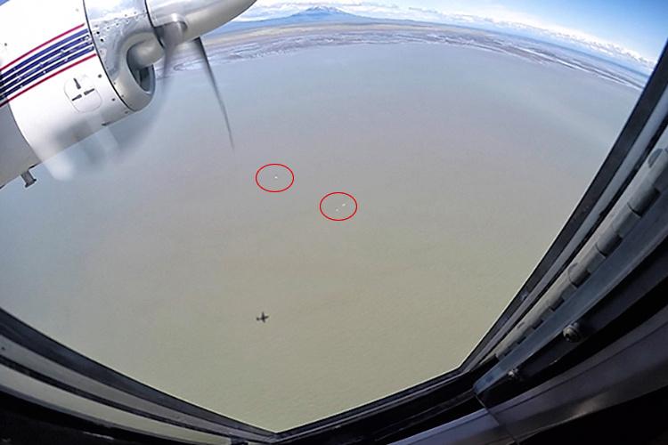 Aerial view showing beluga whales circled in red