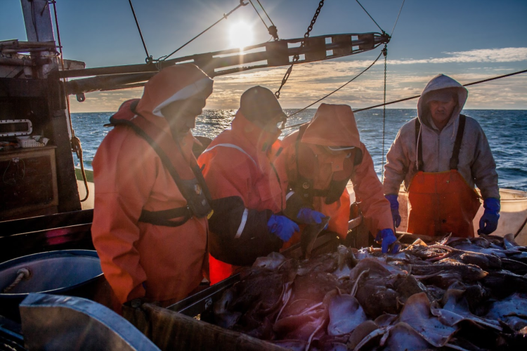 Four crew members examining catch on board fishing vessel, sun in the background. 