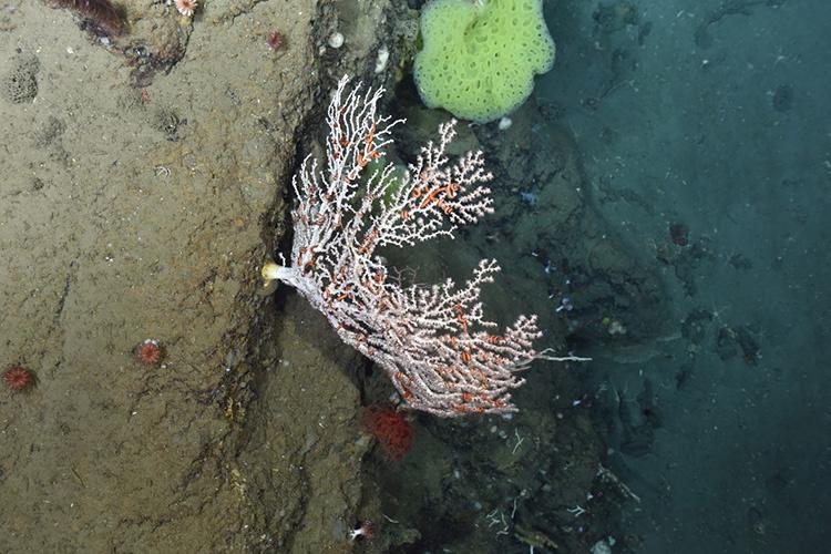 Underwater canyon wall with coral and brittle stars.