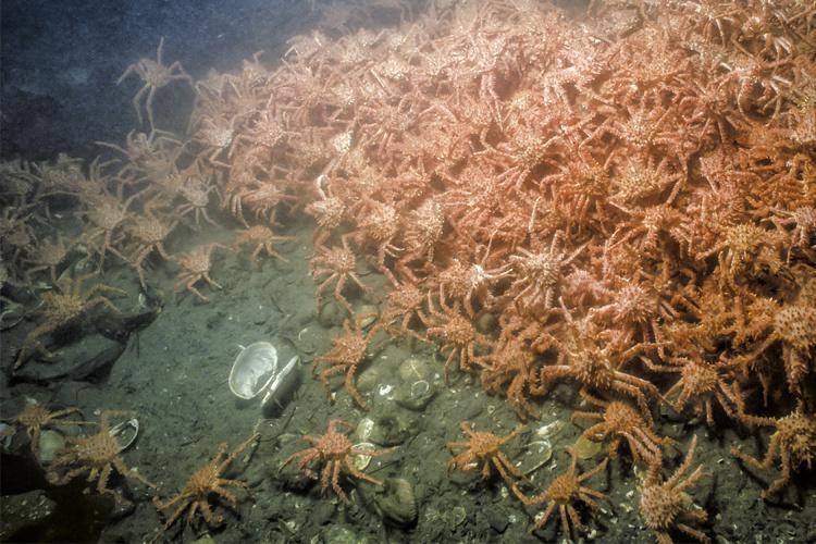 Pile of crabs on the seafloor 