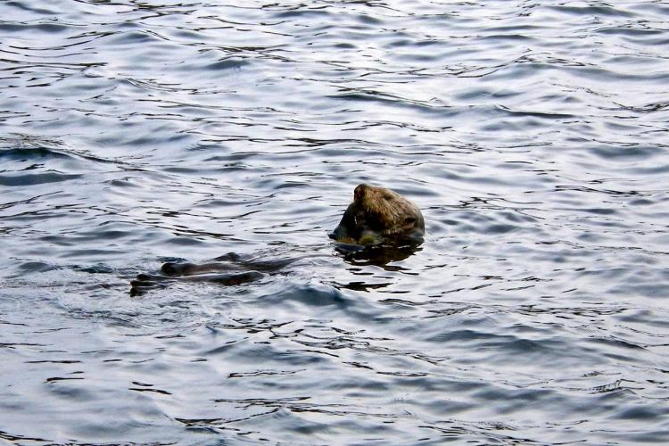 Otter swimming in the ocean