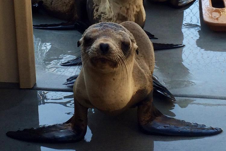 California sea lion at marine mammal center fort macarthur
