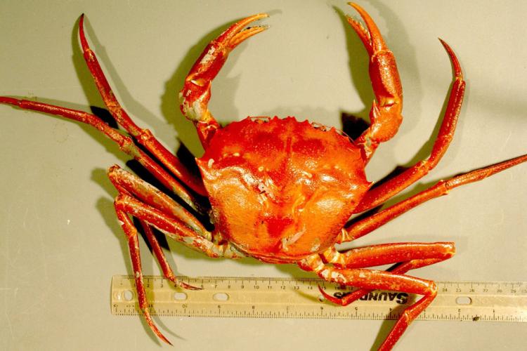 deepsea_red_crab1-NEFSC.jpg