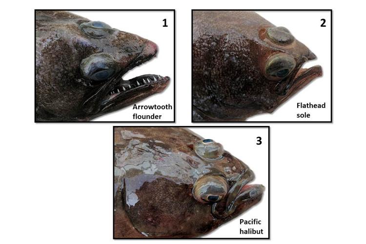 Three different images of fish. Top Left: Arrowtooth flounder. Top right: Flathead Sole. Bottom: Pacific halibut